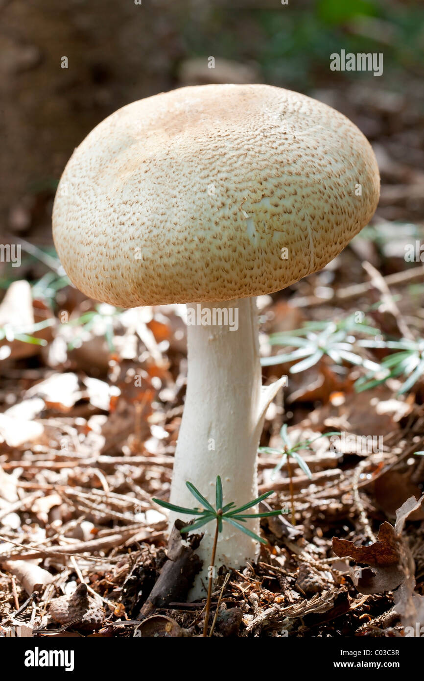 Field mushroom (Agaricus campestris Stock Photo Alamy