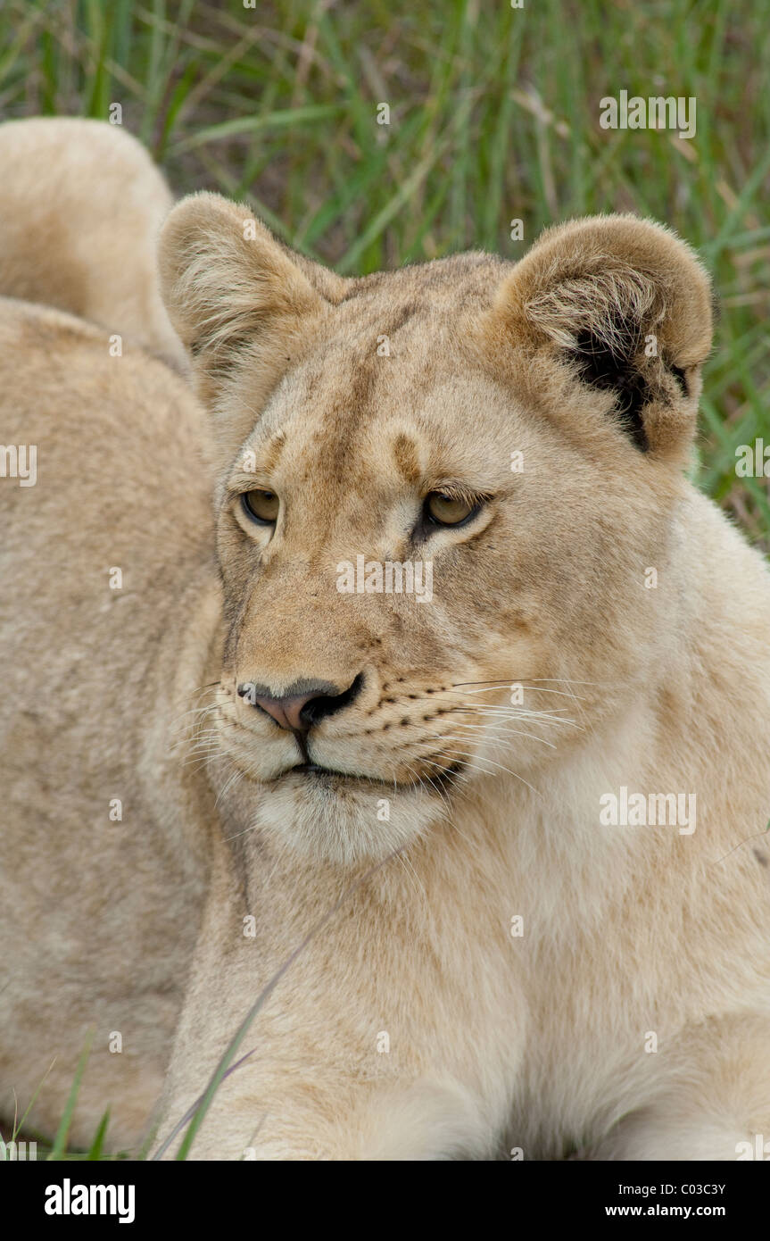 South Africa, East London, Inkwenkwezi Private Game Reserve. African lion cub (Wild: Panthera leo) Stock Photo