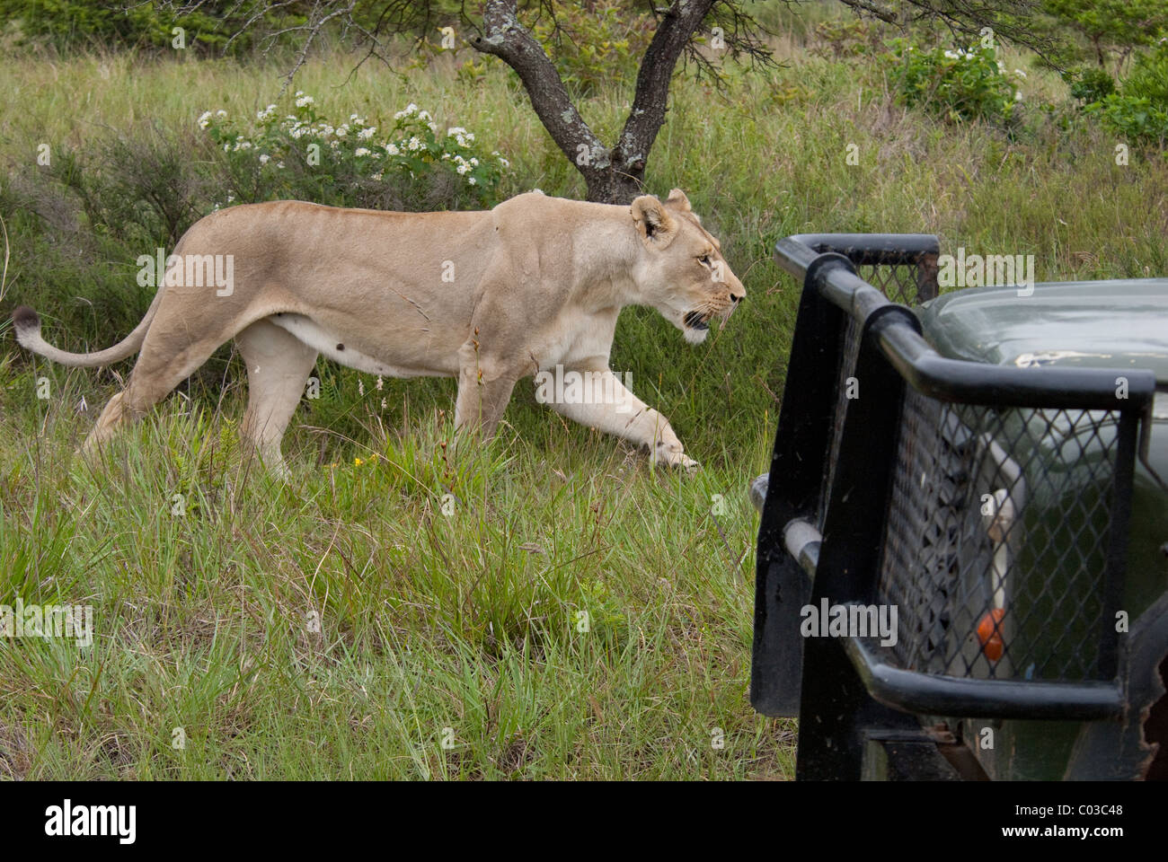 South Africa, East London, Inkwenkwezi Private Game Reserve. African lion (Wild: Panthera leo) next to safari jeep. Stock Photo