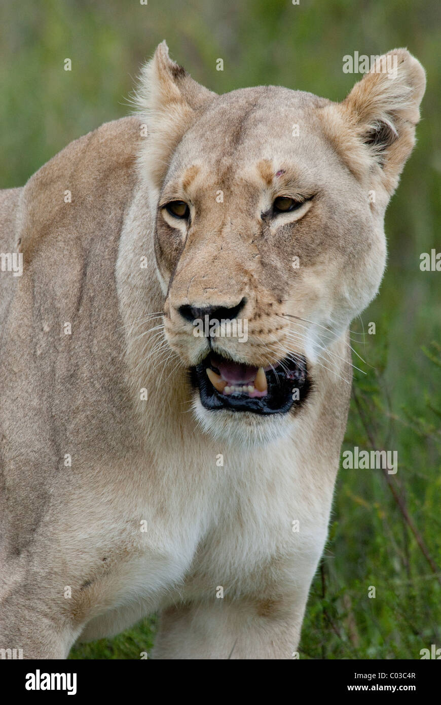 South Africa, East London, Inkwenkwezi Private Game Reserve. African lion (Wild: Panthera leo), lioness. Stock Photo