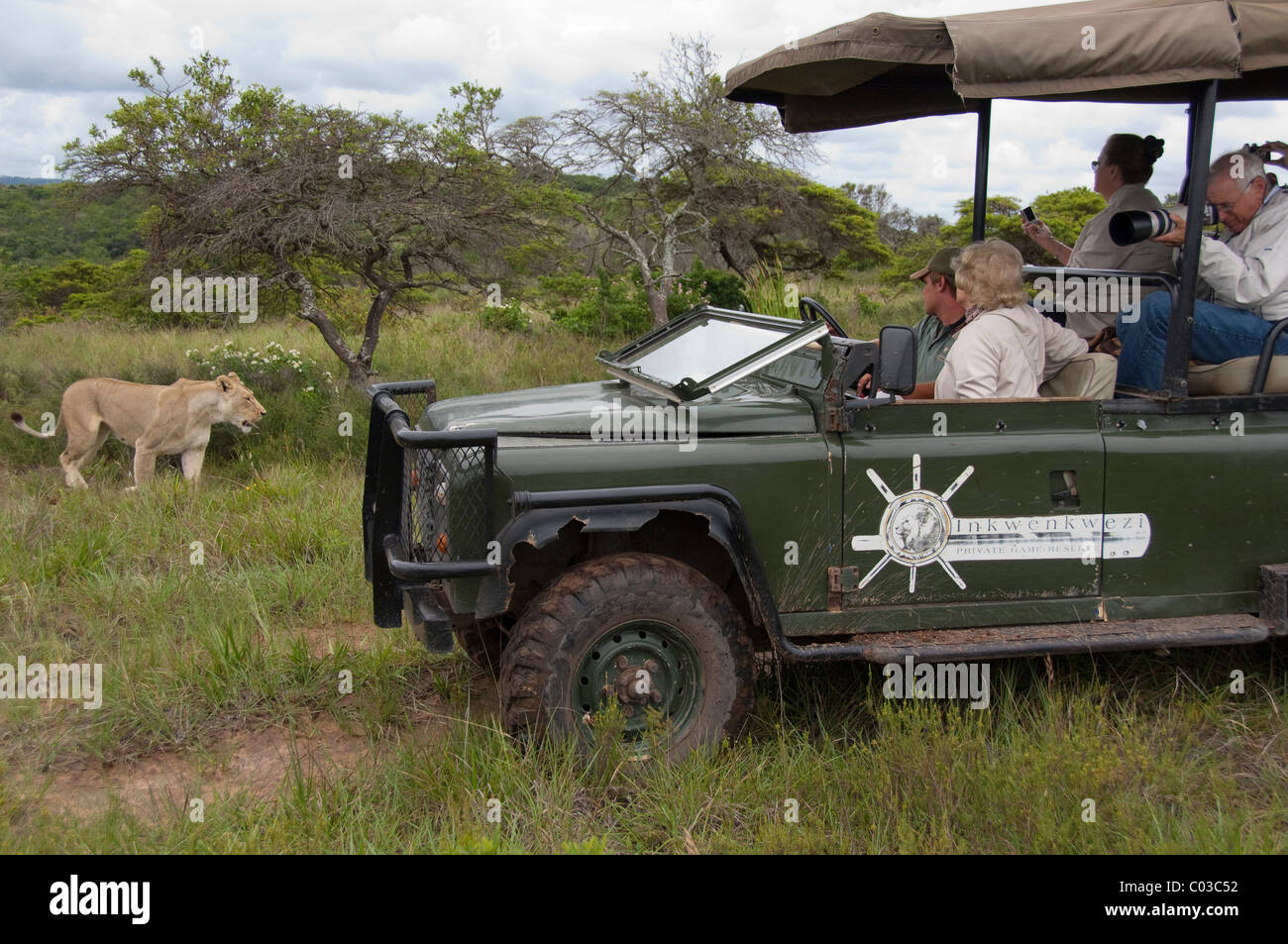 South Africa, East London, Inkwenkwezi Private Game Reserve. Safari jeep near African lioness (Wild: Panthera leo) Stock Photo