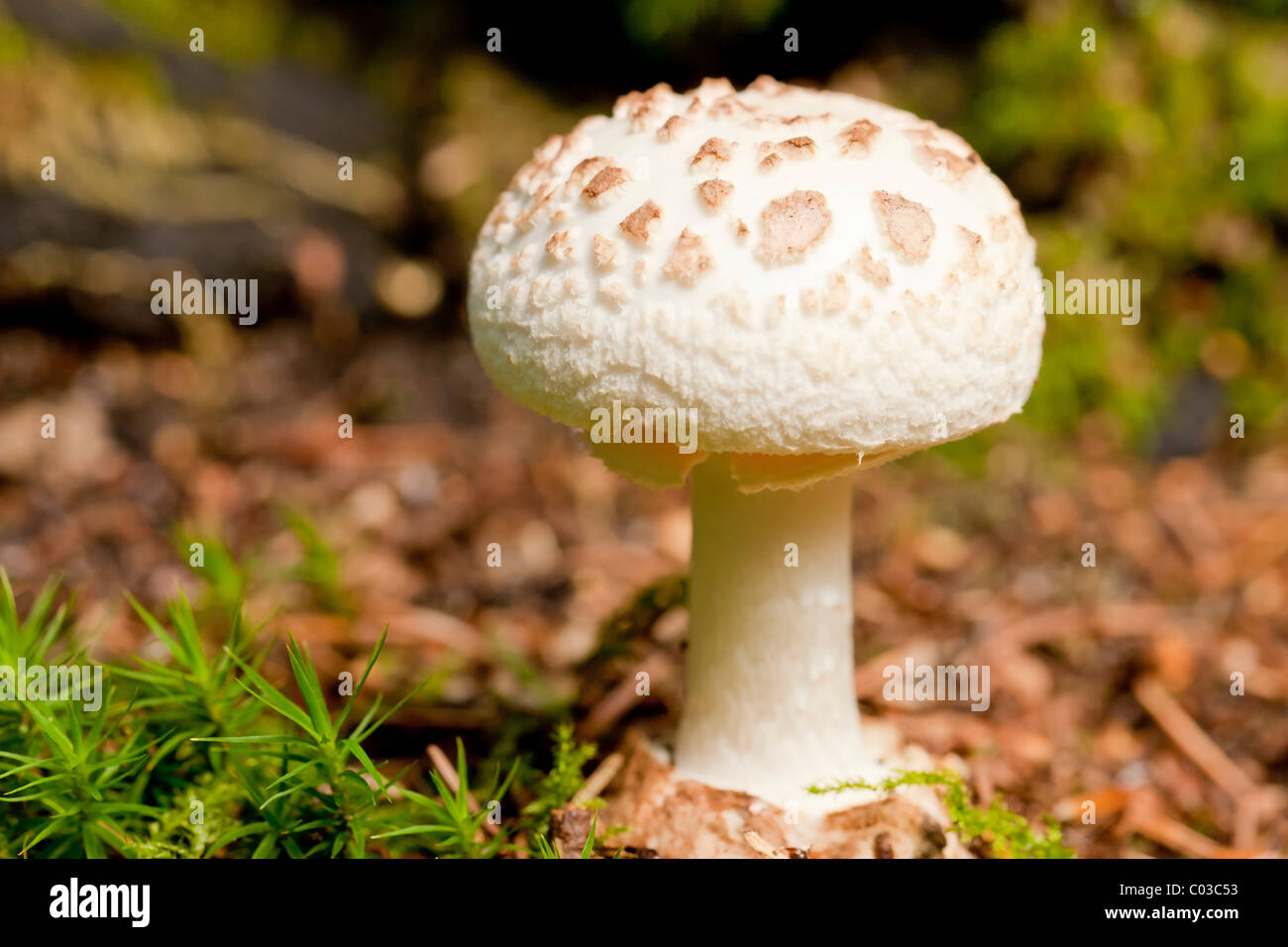 Shaggy parasol mushroom (Macrolepiota rhacodes) Stock Photo