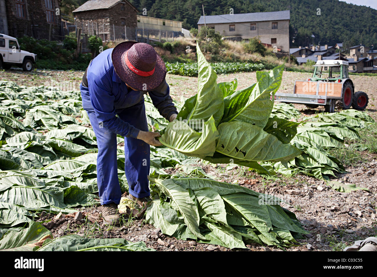 andorra tobacco Travellerspoint's Best Travel Photos of Andorra tobacco field hi-res stock