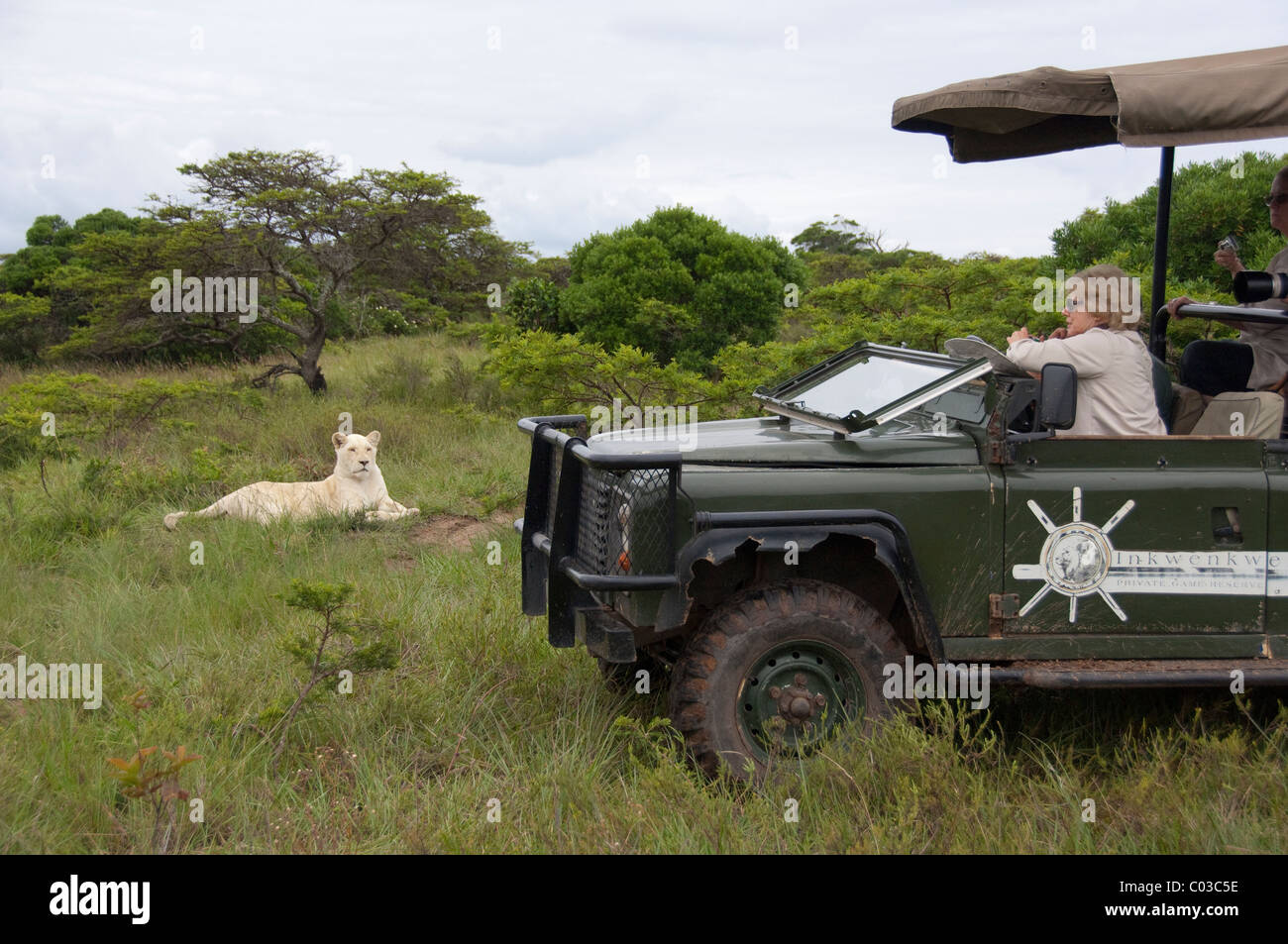South Africa, Eastern Cape, East London, Inkwenkwezi Private Game Reserve. Safari jeep near white lioness. Stock Photo