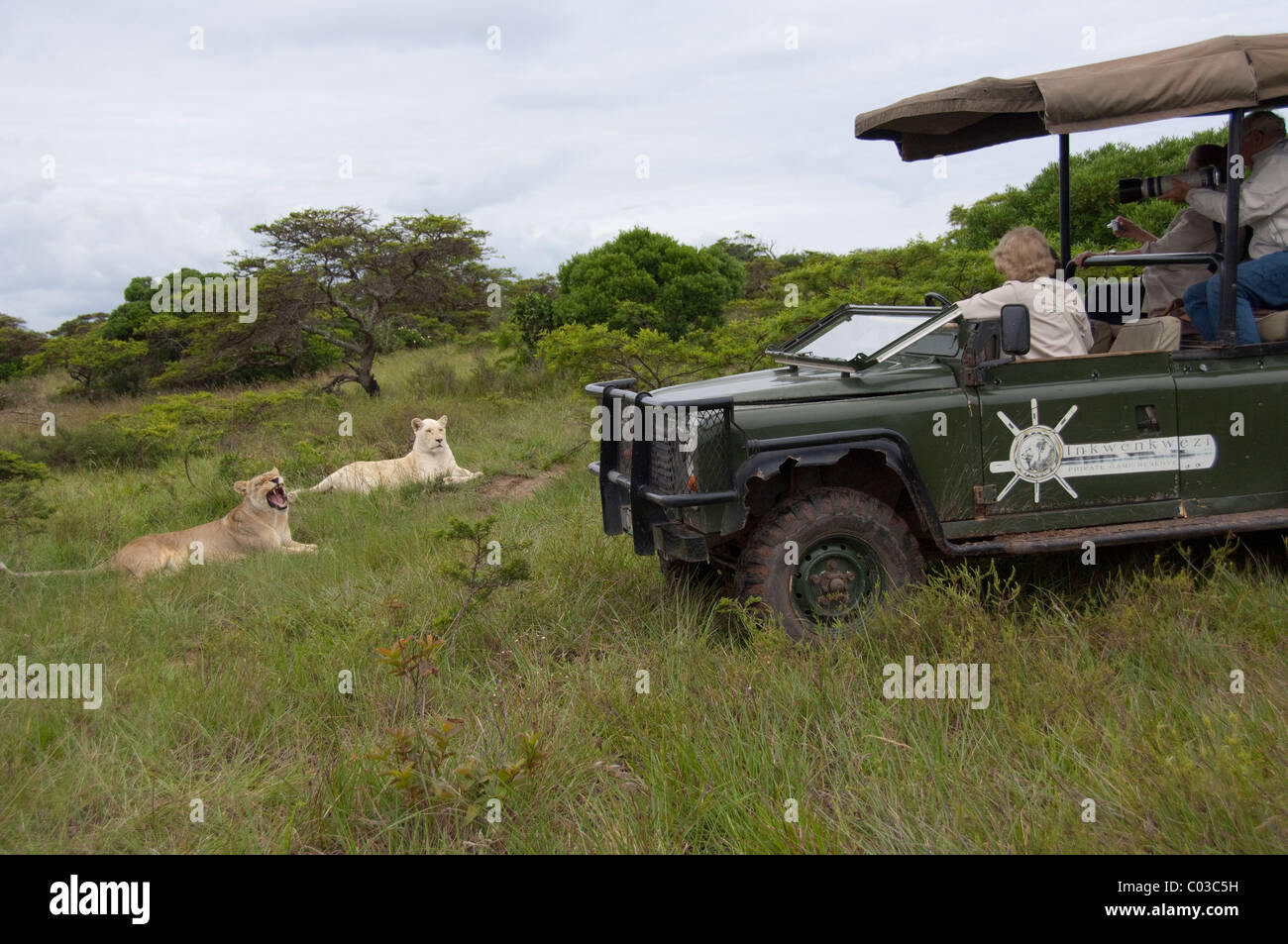 South Africa, Eastern Cape, East London, Inkwenkwezi Private Game Reserve. Safari jeep near a pair of lions. Stock Photo