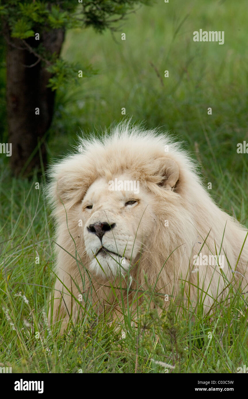 South Africa, East London, Inkwenkwezi Private Game Reserve. African lion (Wild: Panthera leo), unique cream colored male. Stock Photo