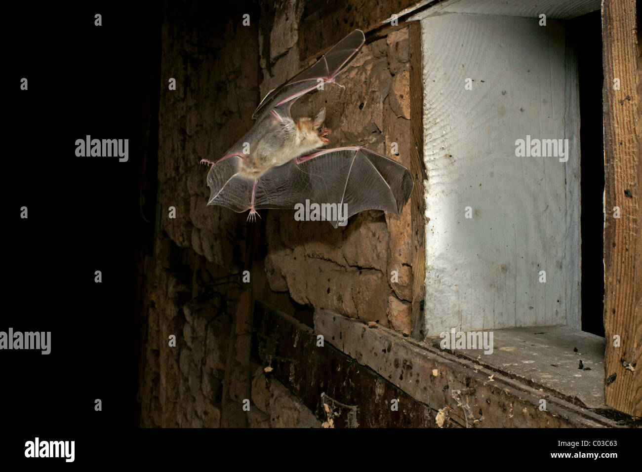 Greater mouse-eared bat (Myotis myotis) flying out of a summer quarter Stock Photo