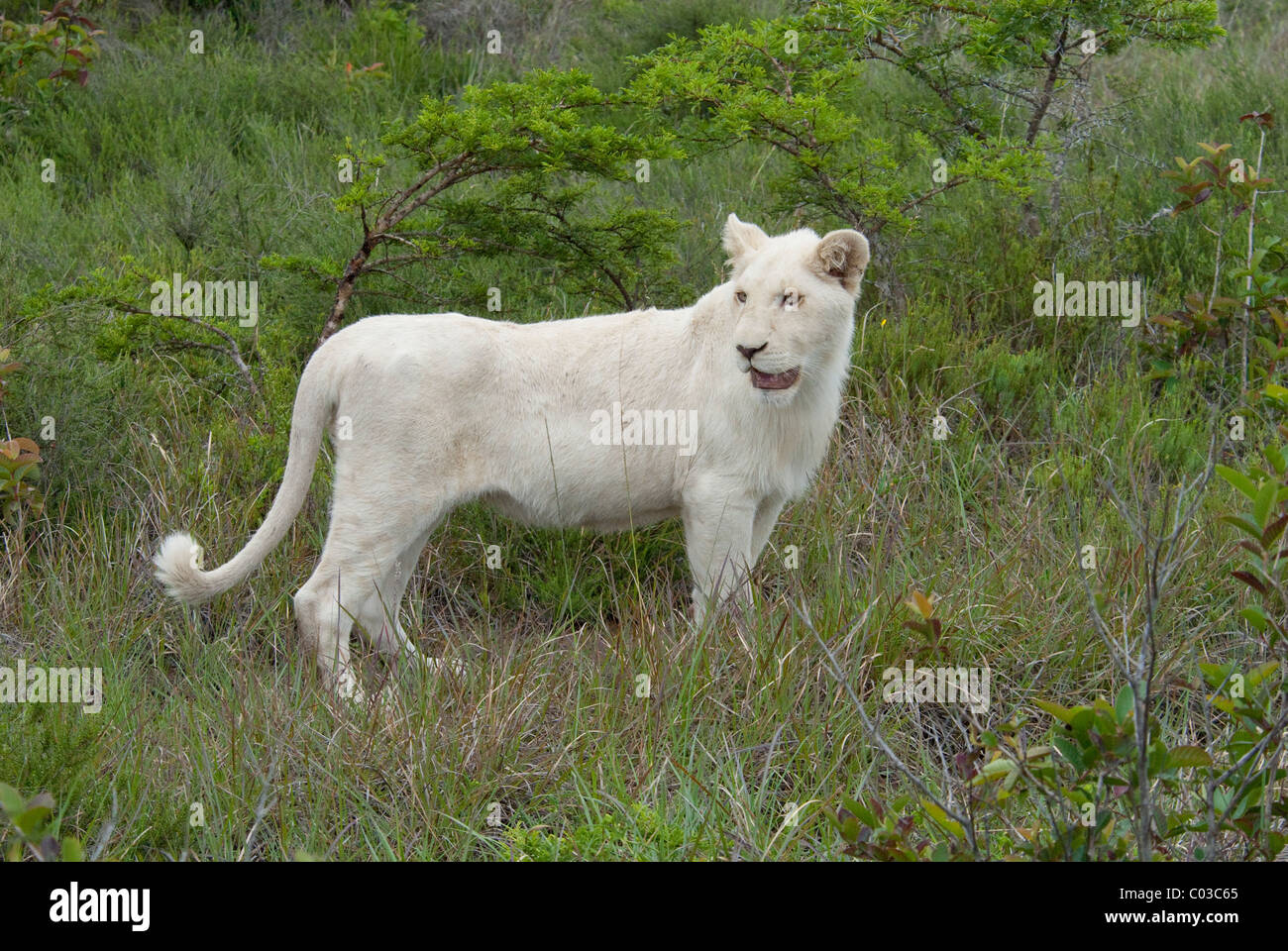 South Africa, East London, Inkwenkwezi Private Game Reserve. African lion (Wild: Panthera leo), unique white lion cub. Stock Photo