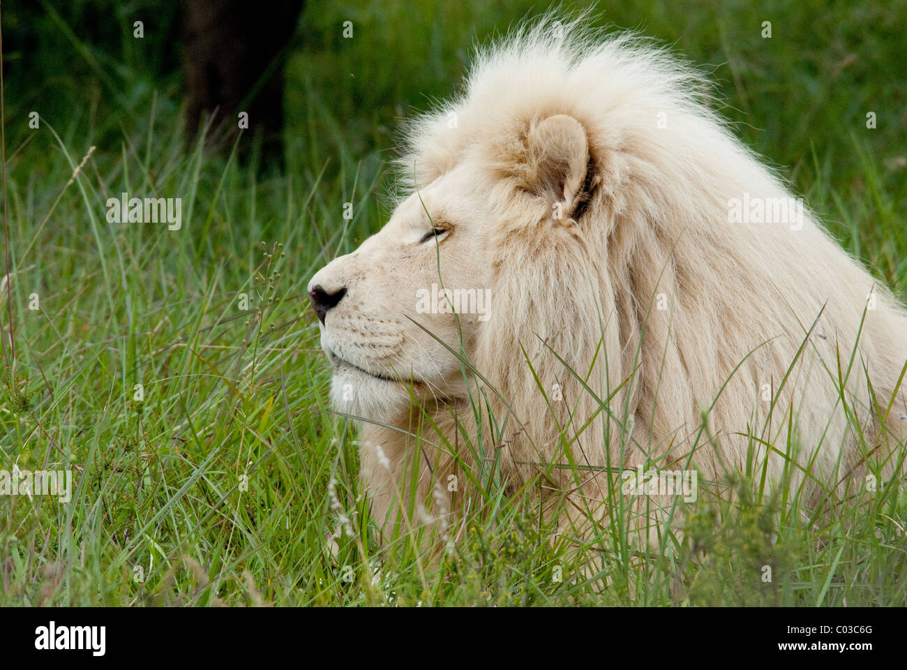 South Africa, East London, Inkwenkwezi Private Game Reserve. African lion (Wild: Panthera leo), unique cream colored male. Stock Photo