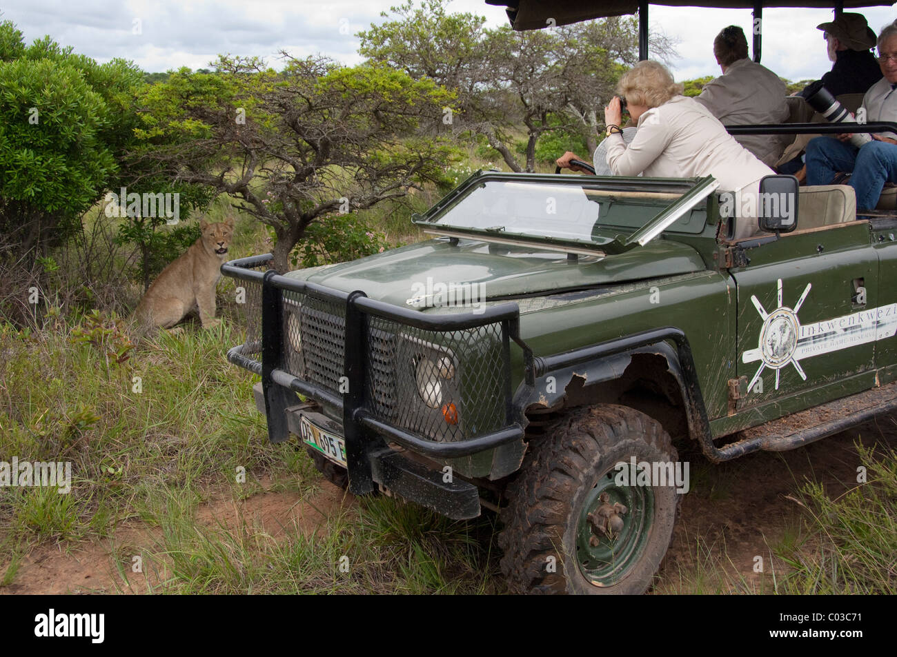 South Africa, Eastern Cape, East London, Inkwenkwezi Private Game Reserve. Safari jeep near African lioness (Wild: Panthera leo) Stock Photo