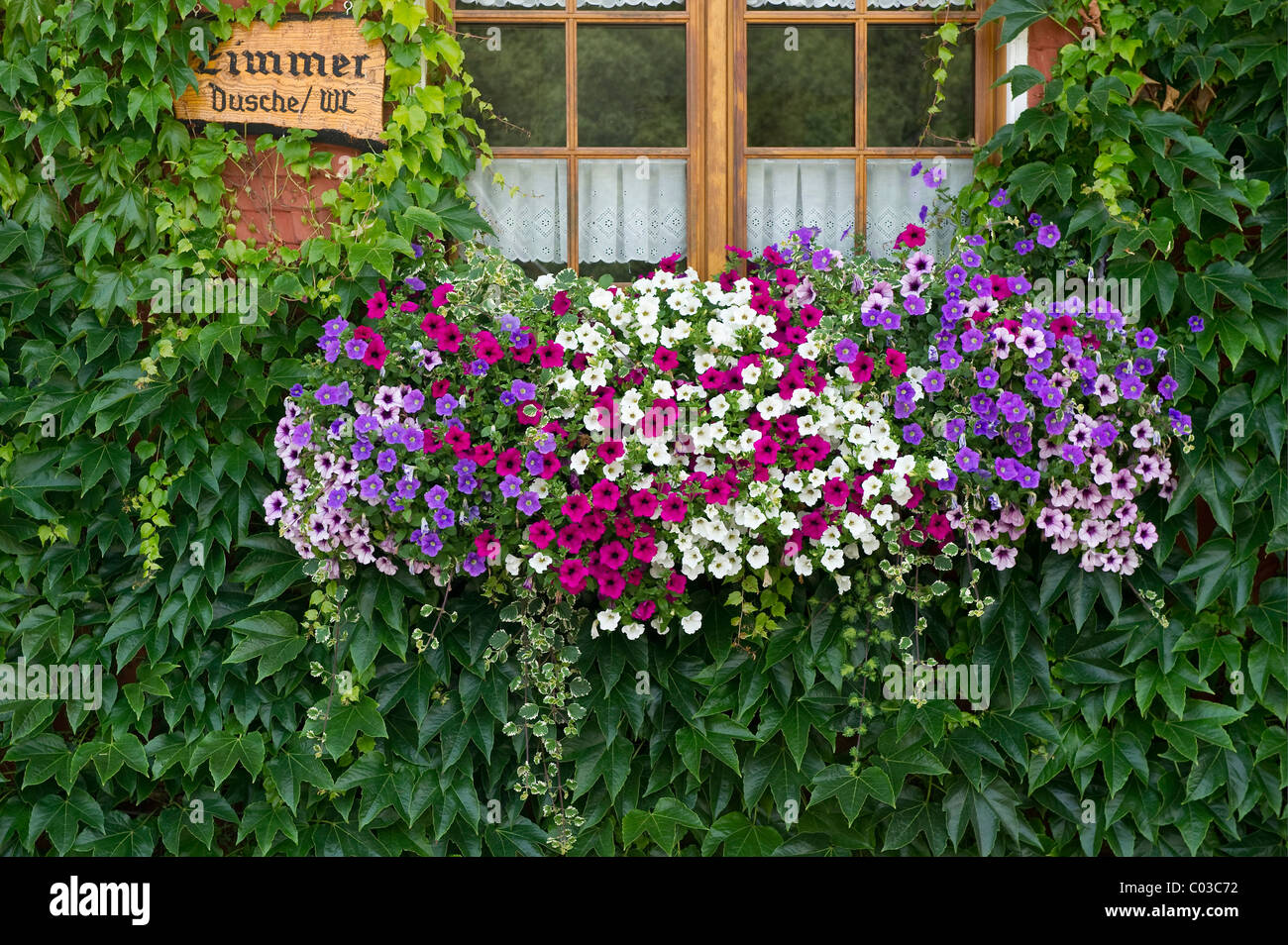 Window with geraniums, boarding house in Titisee, Southern Black Forest, Black Forest, Baden-Wuerttemberg, Germany, Europe Stock Photo