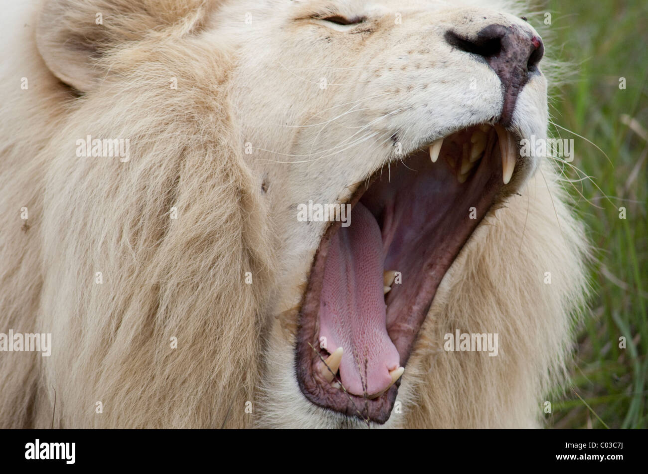 South Africa, Eastern Cape, East London, Inkwenkwezi Private Game Reserve. African lion. Stock Photo