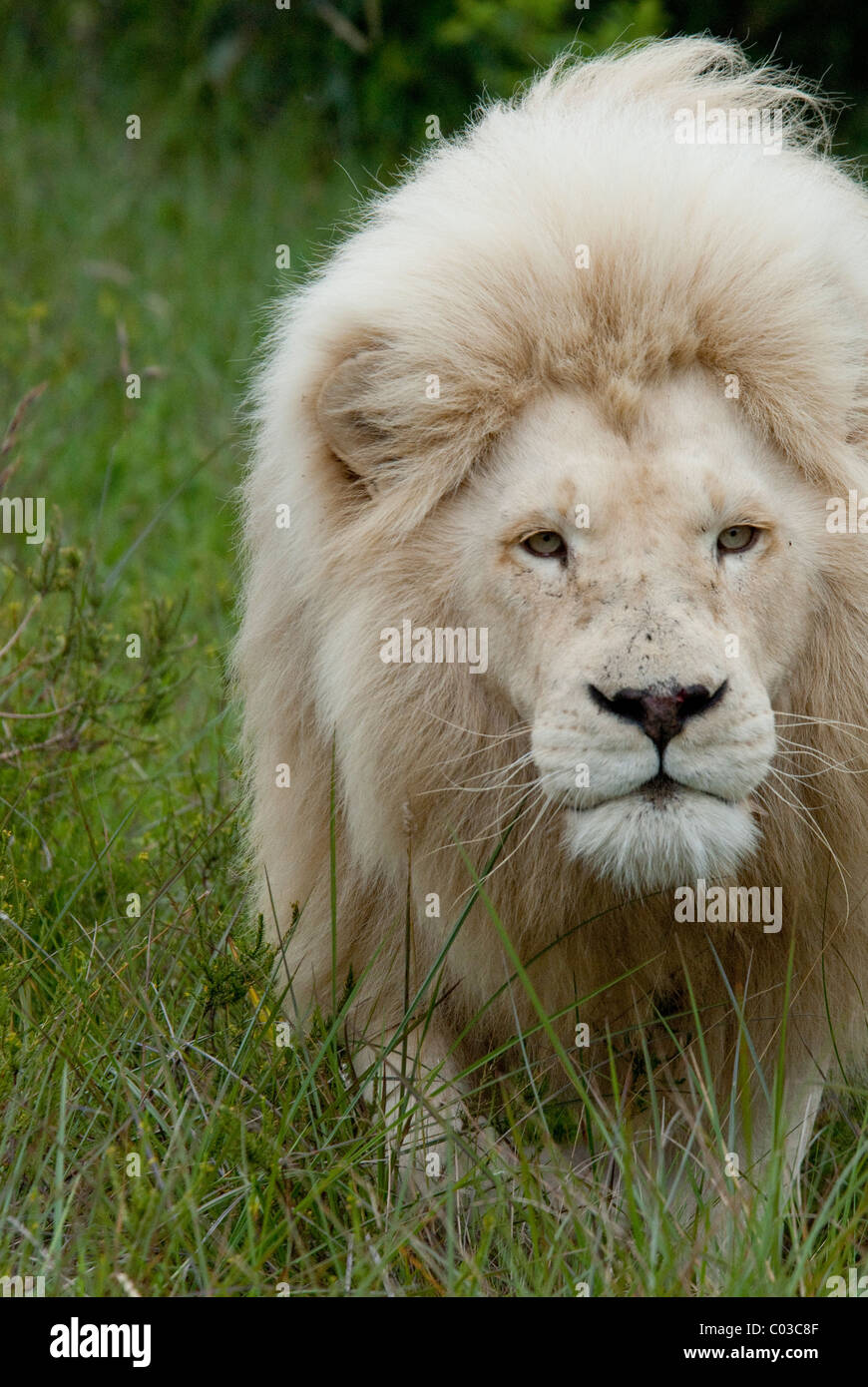 South Africa, East London, Inkwenkwezi Private Game Reserve. African lion (Wild: Panthera leo), unique cream colored male. Stock Photo