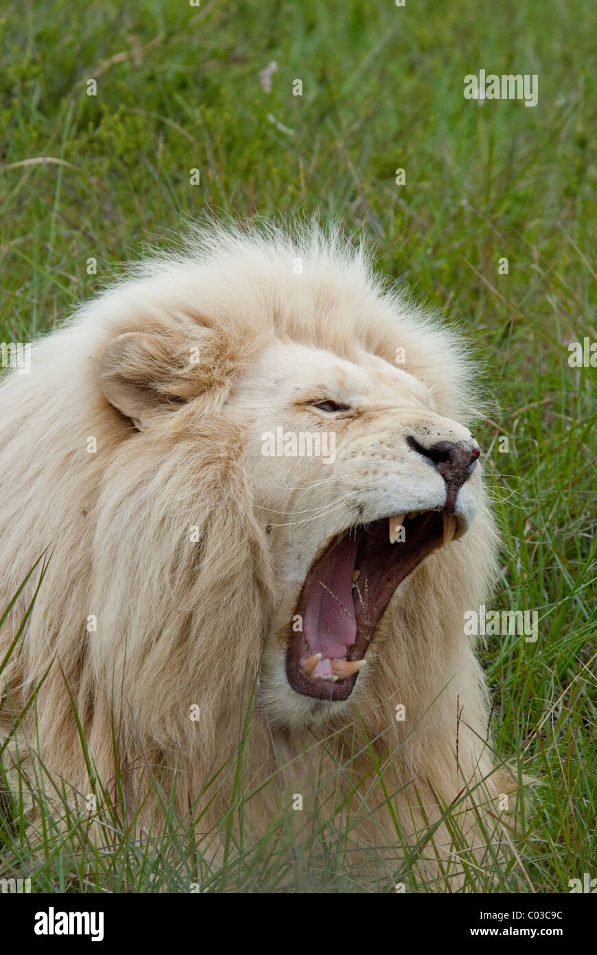 South Africa, East London, Inkwenkwezi Private Game Reserve. African lion (Wild: Panthera leo), unique cream colored male. Stock Photo