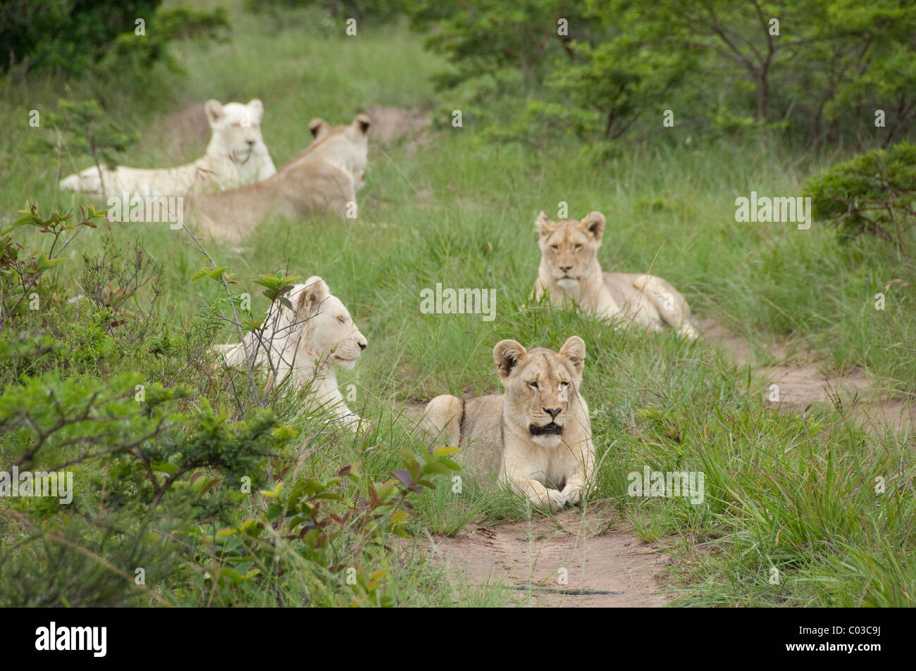 South Africa, East London, Inkwenkwezi Private Game Reserve. Unique pride of cream colored African lions. Stock Photo