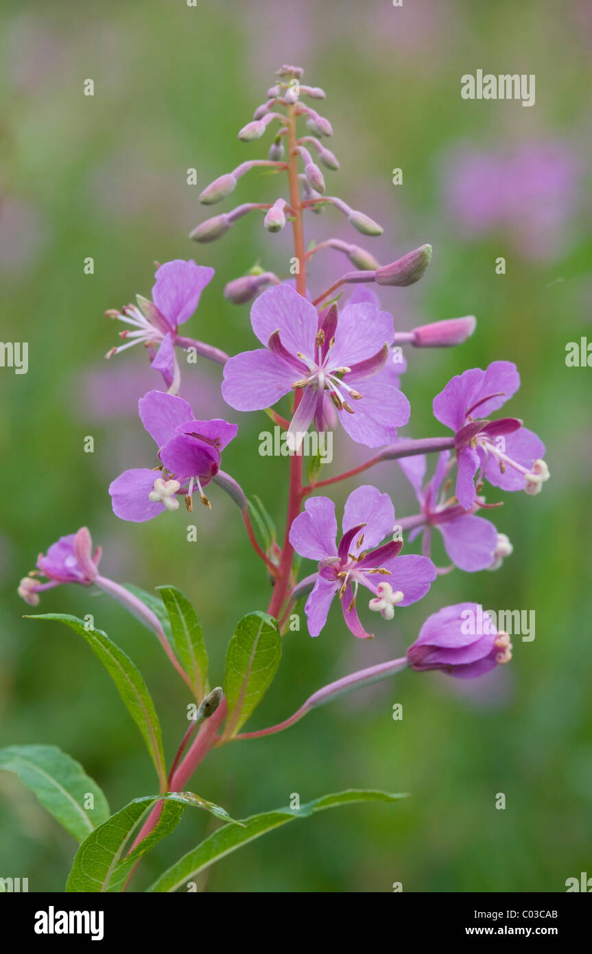 Fireweed or Rosebay Willowherb (Epilobium angustifolium) Stock Photo