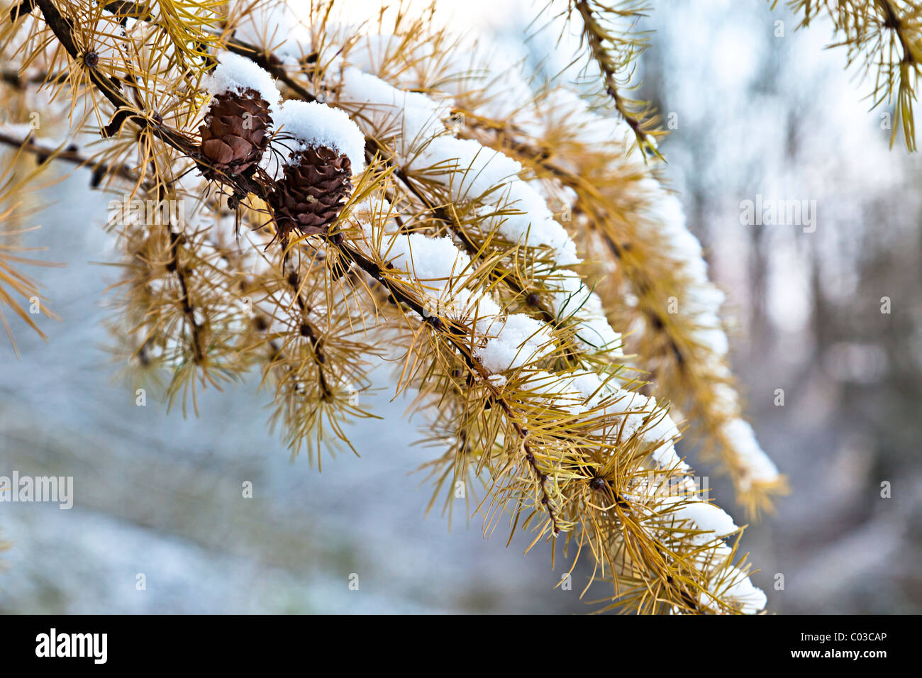 Snow Cones High Resolution Stock Photography and Images - Alamy