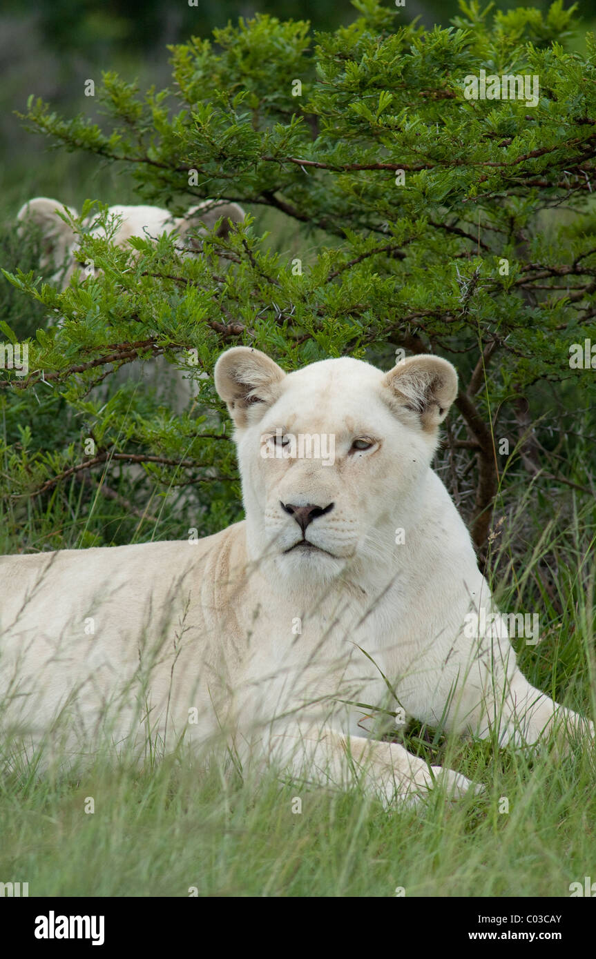 South Africa, East London, Inkwenkwezi Private Game Reserve. African lion (Wild: Panthera leo) unique white lioness. Stock Photo