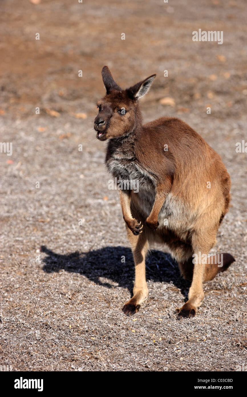 Western Grey Kangaroo (Macropus fuliginosus fuliginosus), sub-species from Kangaroo Island, adult, Kangaroo Island Stock Photo