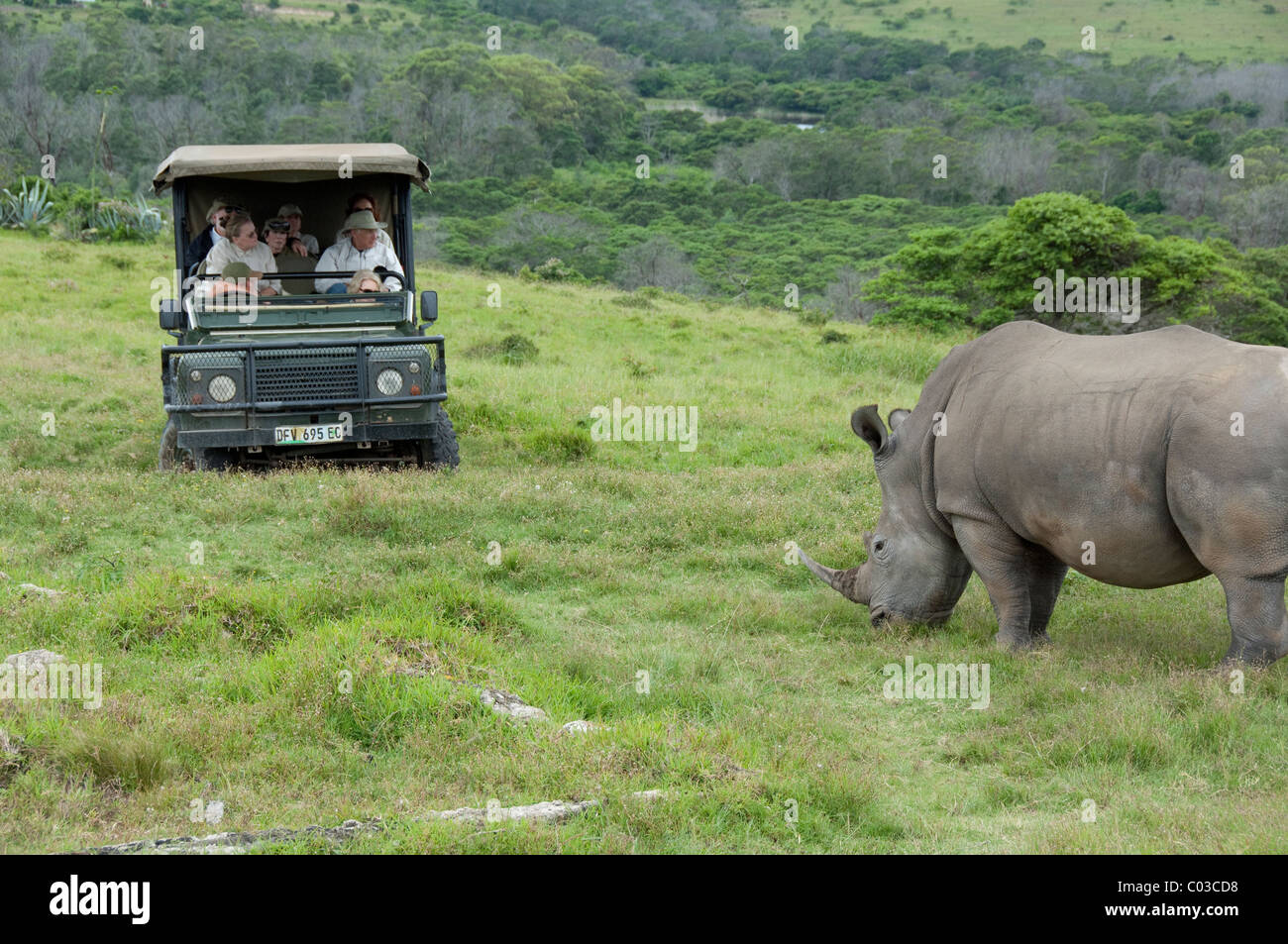 South Africa, Eastern Cape, East London, Inkwenkwezi Private Game Reserve. Safari jeep and African White Rhinoceros. Stock Photo