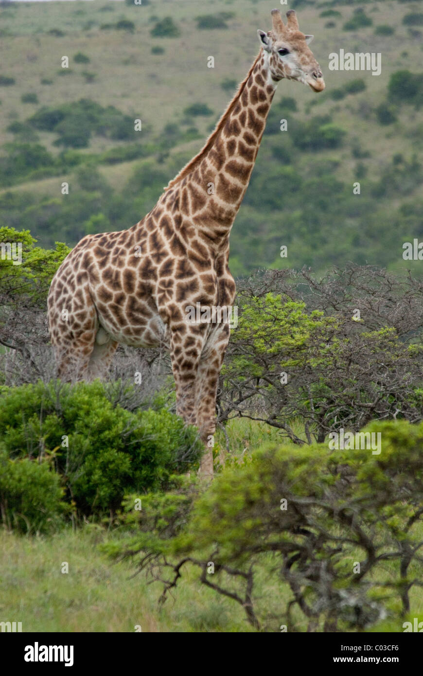 South Africa, Eastern Cape, East London, Inkwenkwezi Private Game Reserve. Stock Photo
