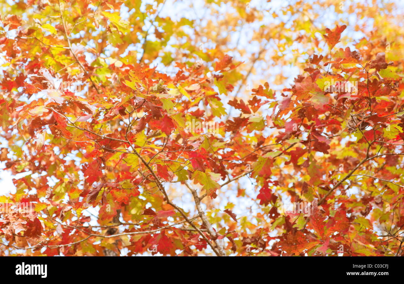 red yellow and orange autumn or fall leaves Stock Photo