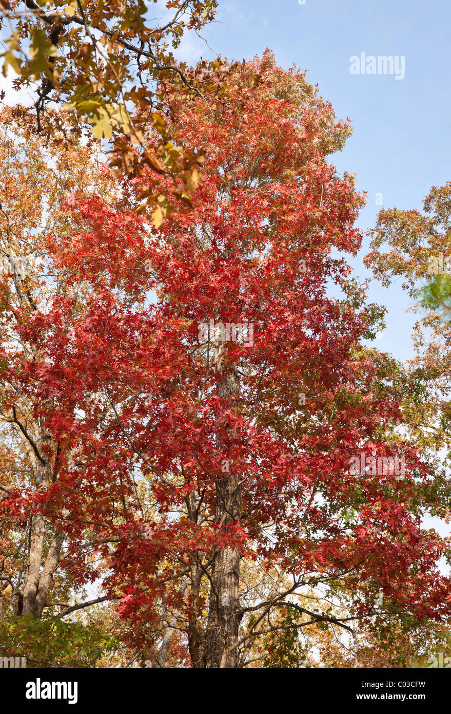 bright red tree in the forest in autumn or fall Stock Photo