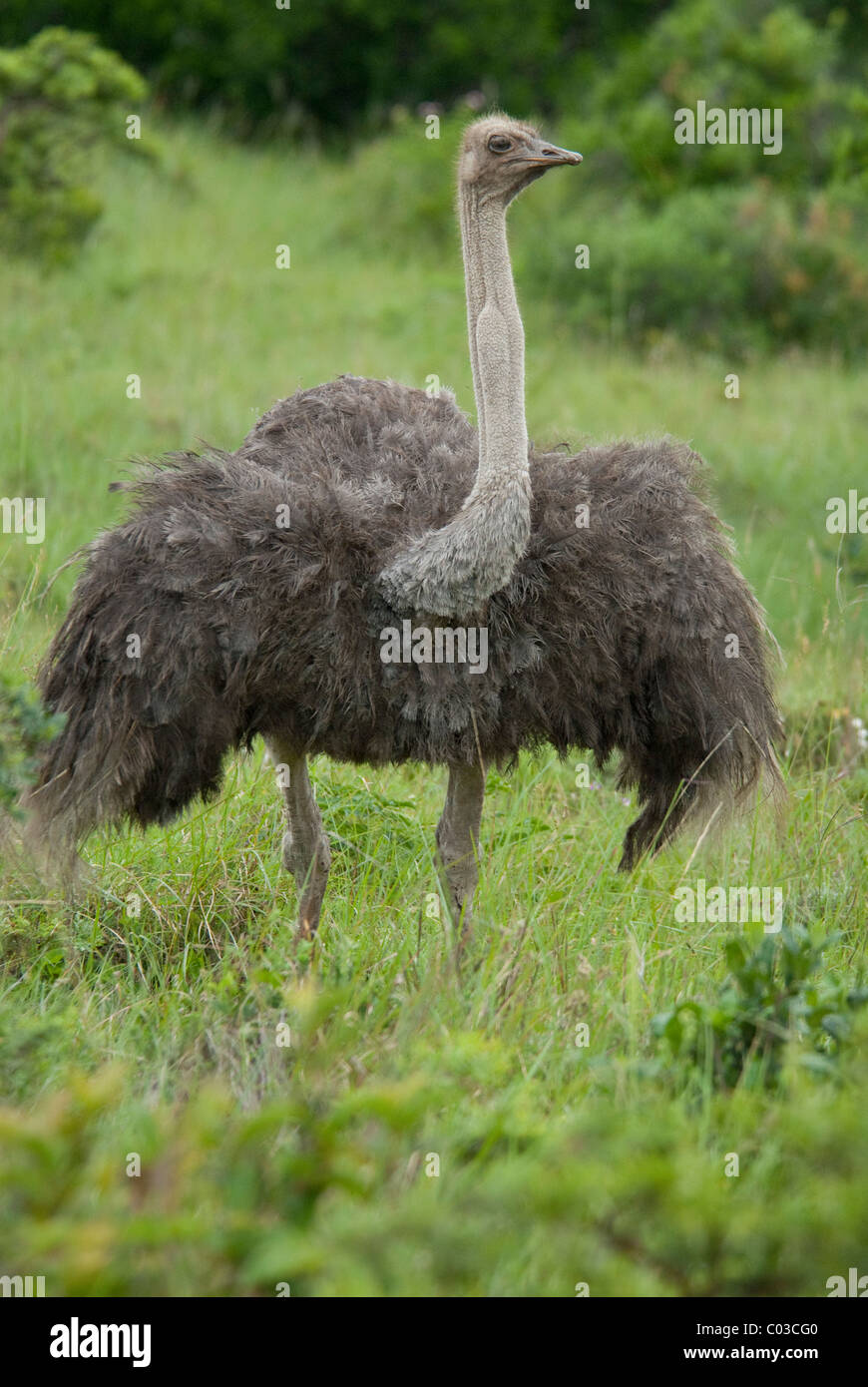 South Africa, Eastern Cape, East London, Inkwenkwezi Private Game Reserve. Female ostrich. Stock Photo