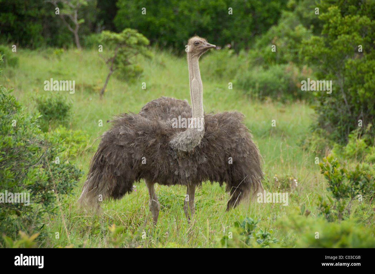 South Africa, Eastern Cape, East London, Inkwenkwezi Private Game Reserve. Female ostrich. Stock Photo