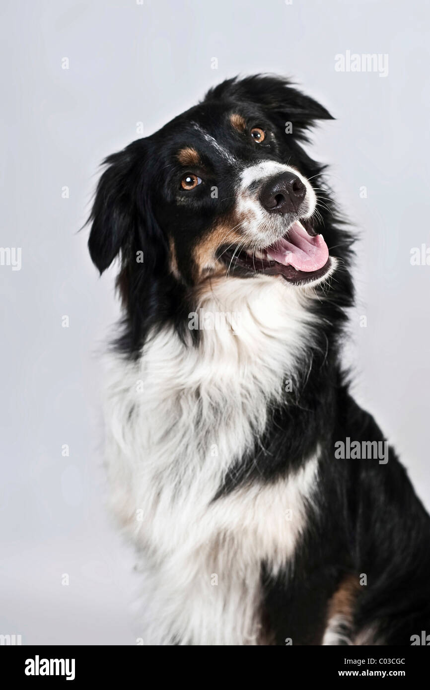 Black tri australian shepherd hires stock photography and images Alamy