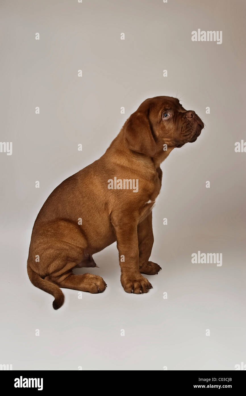 Sitting Bordeaux Mastiff or French Mastiff, puppy Stock Photo