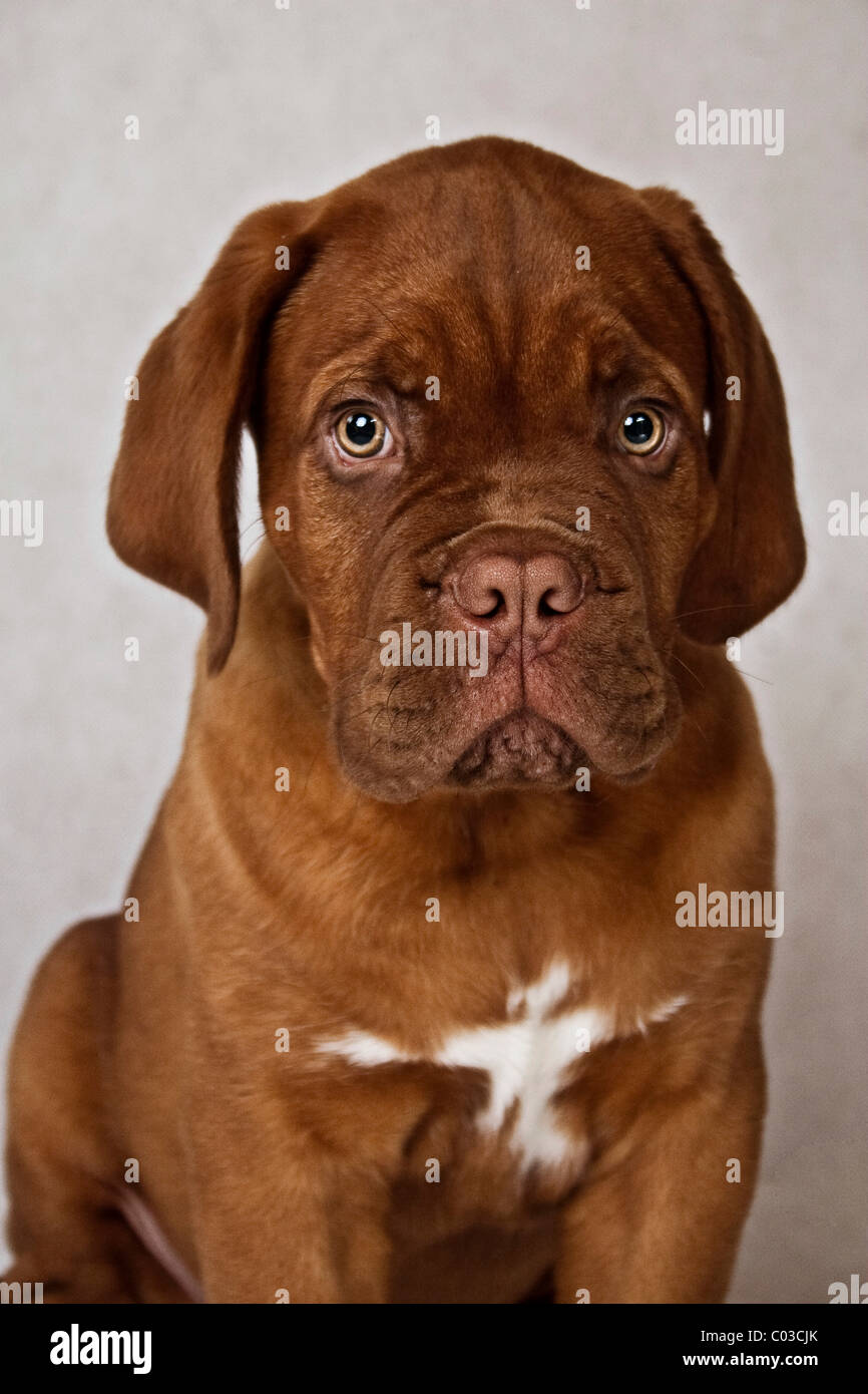 Bordeaux Mastiff or French Mastiff puppy, portrait Stock Photo