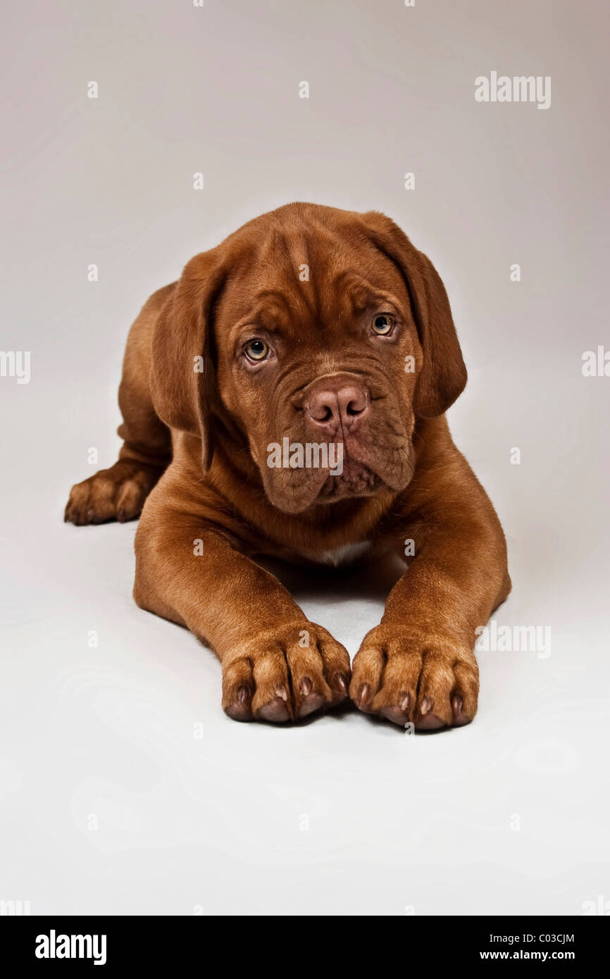 Lying Bordeaux Mastiff or French Mastiff puppy Stock Photo