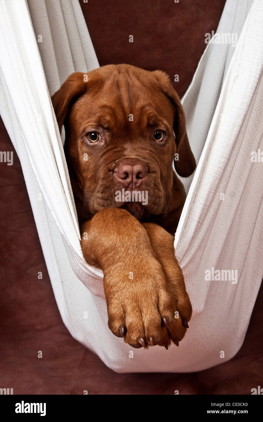 Bordeaux Mastiff or French Mastiff puppy lying in a hanigng white blanket Stock Photo