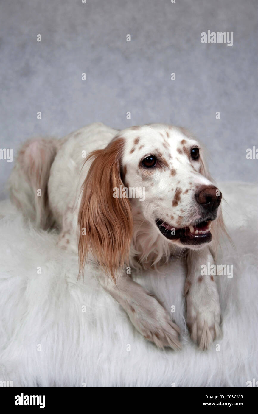 do english setters have an undercoat