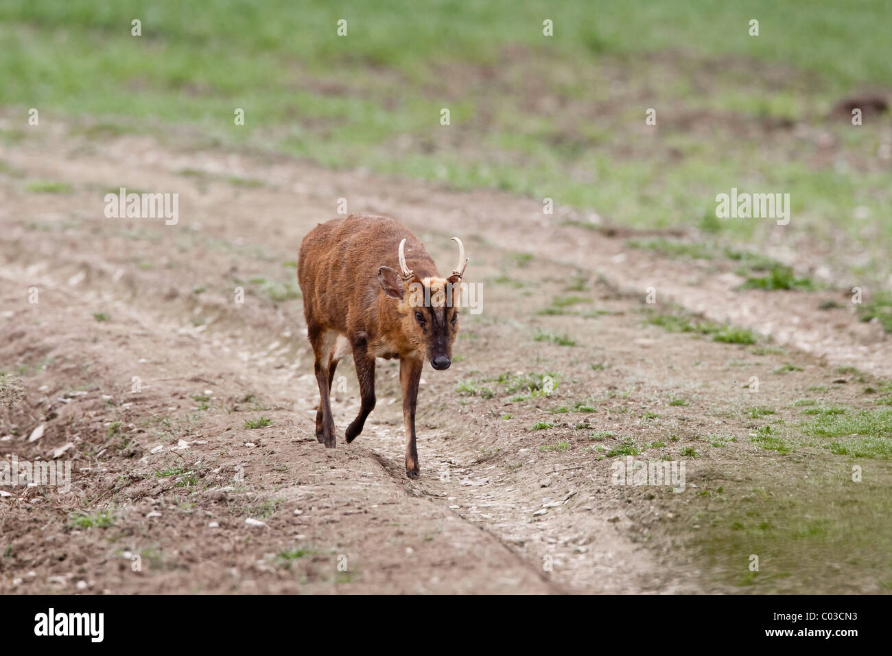 Male muntjac deer walking down a track in a field Stock Photo