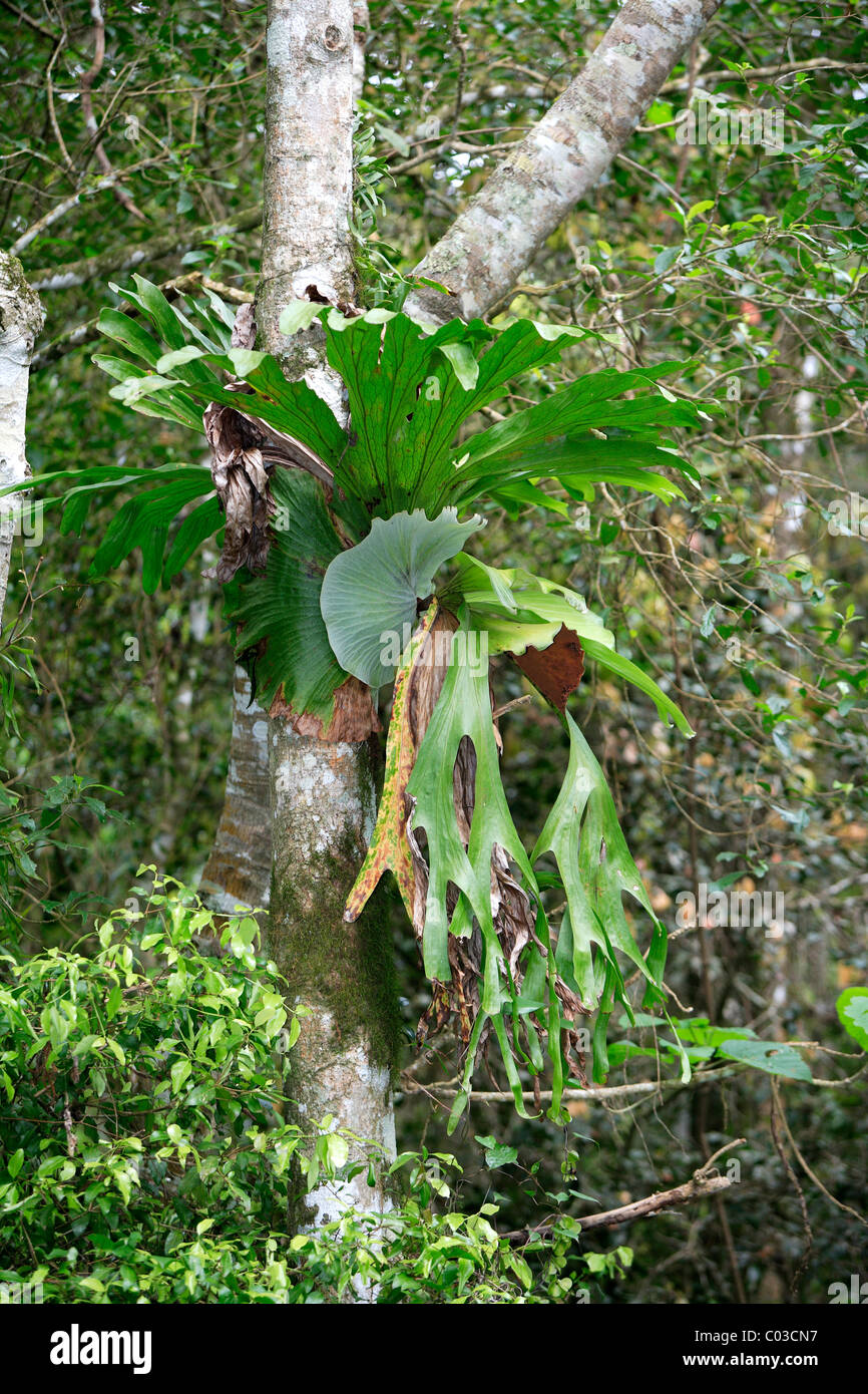 Staghorn, elkhorn fern (Platycerium), growing on a tree, Lamington