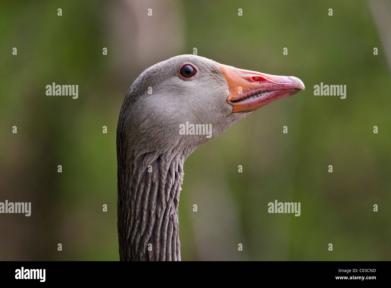 Greylag goose head shot Stock Photo