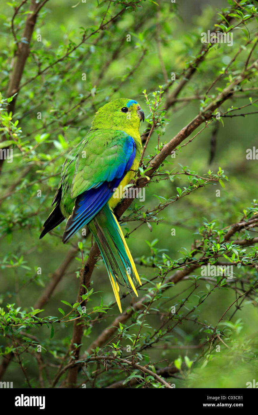 Orange bellied parrot neophema chrysogaster adult hi-res stock ...