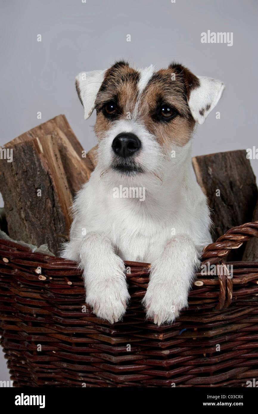 Parson Russell Terrier in a basket with firewood Stock Photo - Alamy