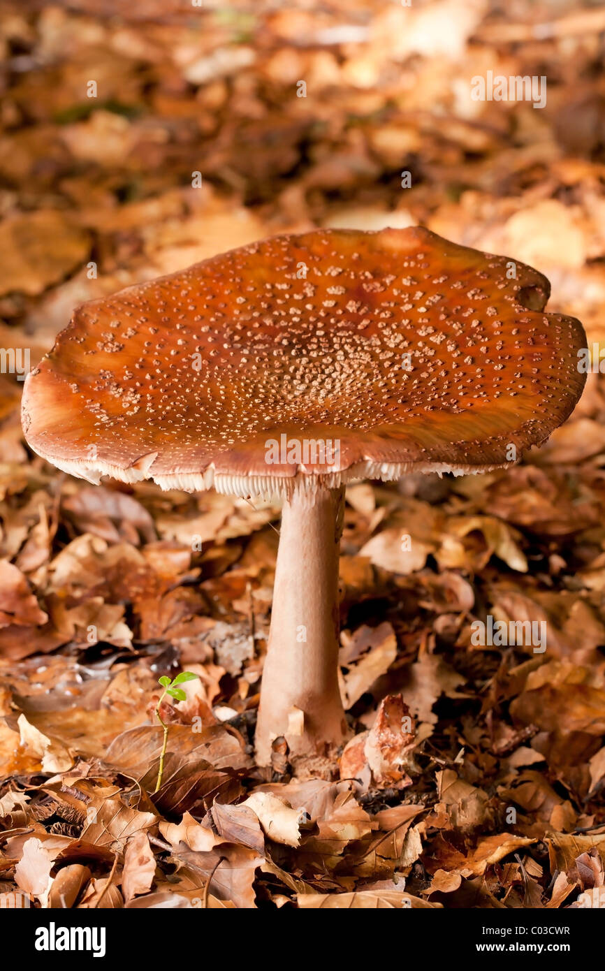 Rufous Milkcap mushroom (Lactarius rufus) Stock Photo