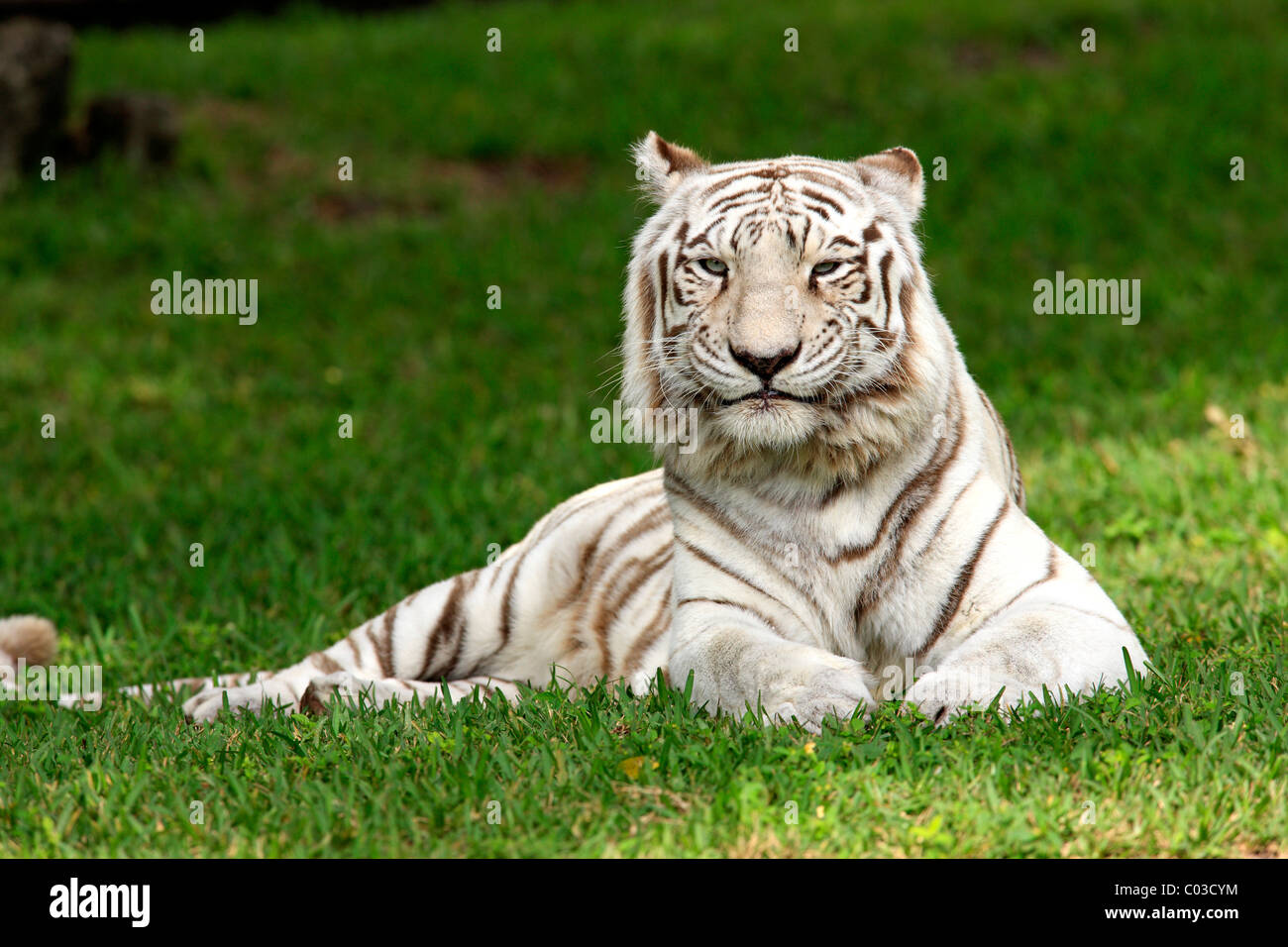 Beautiful bengal tiger stock image. Image of close, asia - 225667113