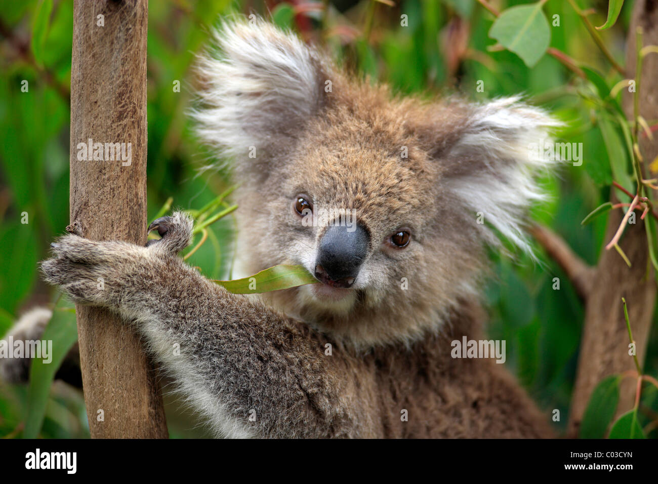 Koalas eating eucalyptus hires stock photography and images Alamy