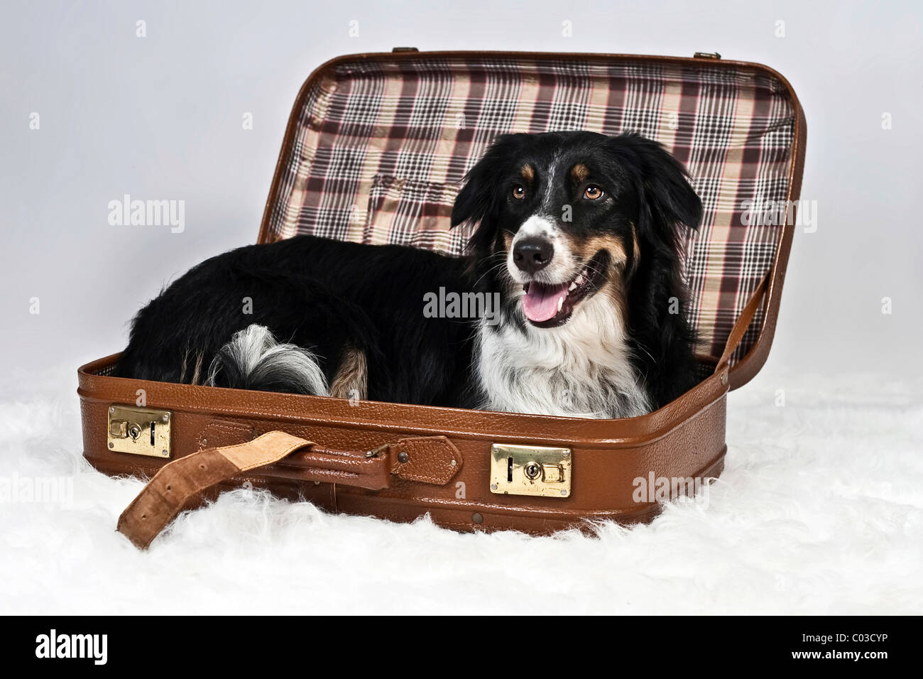 Black tri-colored Australian Shepherd lying in a suitcase Stock Photo