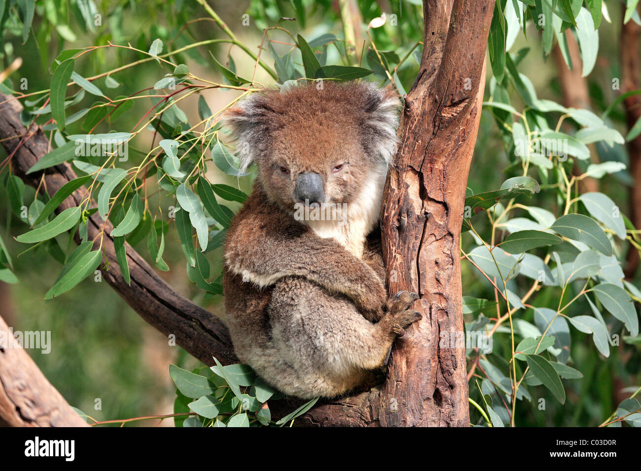 Koala (Phascolarctos cinereus), adult in tree, Australia Stock Photo