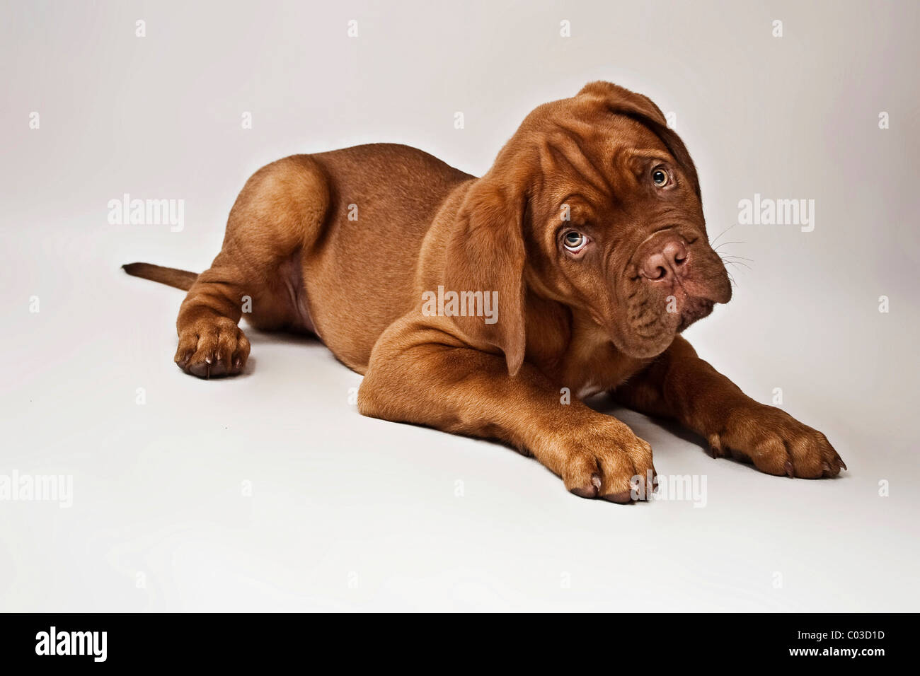 Lying Bordeaux Mastiff or French Mastiff puppy Stock Photo