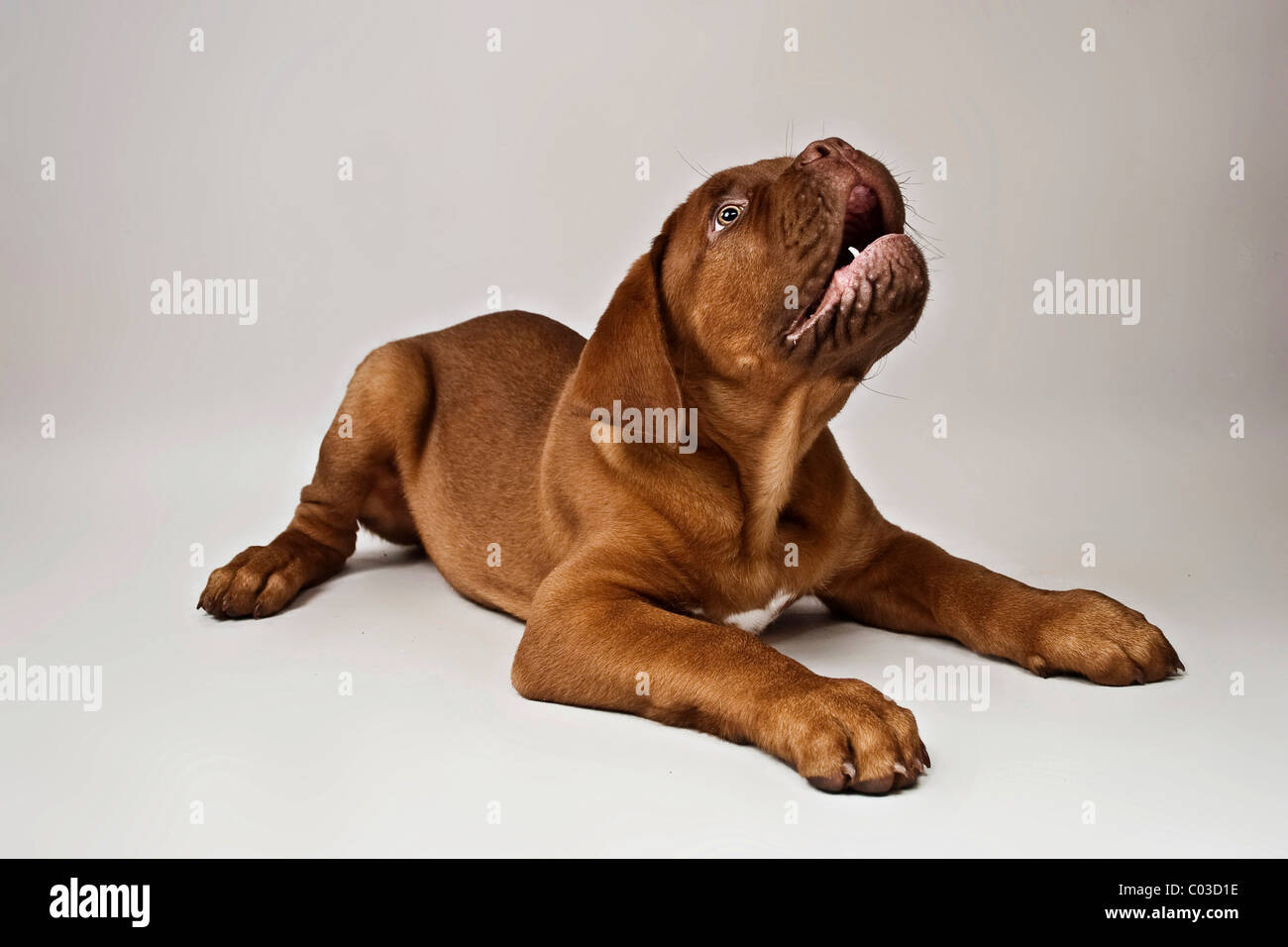 Lying Bordeaux Mastiff or French Mastiff puppy looking up Stock Photo