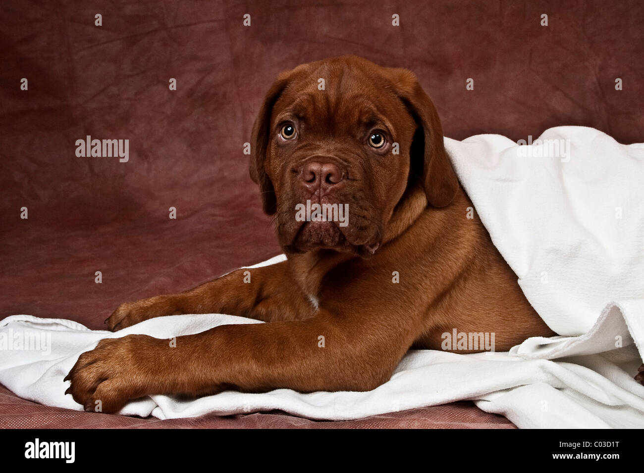 Bordeaux Mastiff or French Mastiff puppy wrapped in a white blanket Stock Photo