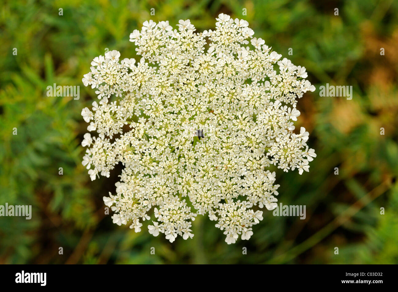 Flower umbel of Wild Carrot (Daucus carota) with a contrasting black flower in the centre that serves to attract insects Stock Photo