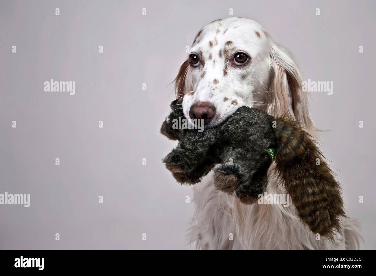 English Setter has a soft toy in its mouth Stock Photo